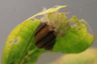 Biete: Aselone spixi (gestreifte / brasilianische Apfelschnecke) DNZ