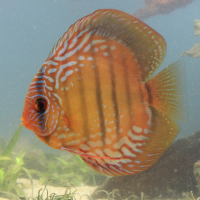 Erledigt: Noch 3 Diskusfische wegen Bestandsumstellung abzugeben 33852-1