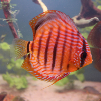 Erledigt: Noch 3 Diskusfische wegen Bestandsumstellung abzugeben 33854-2